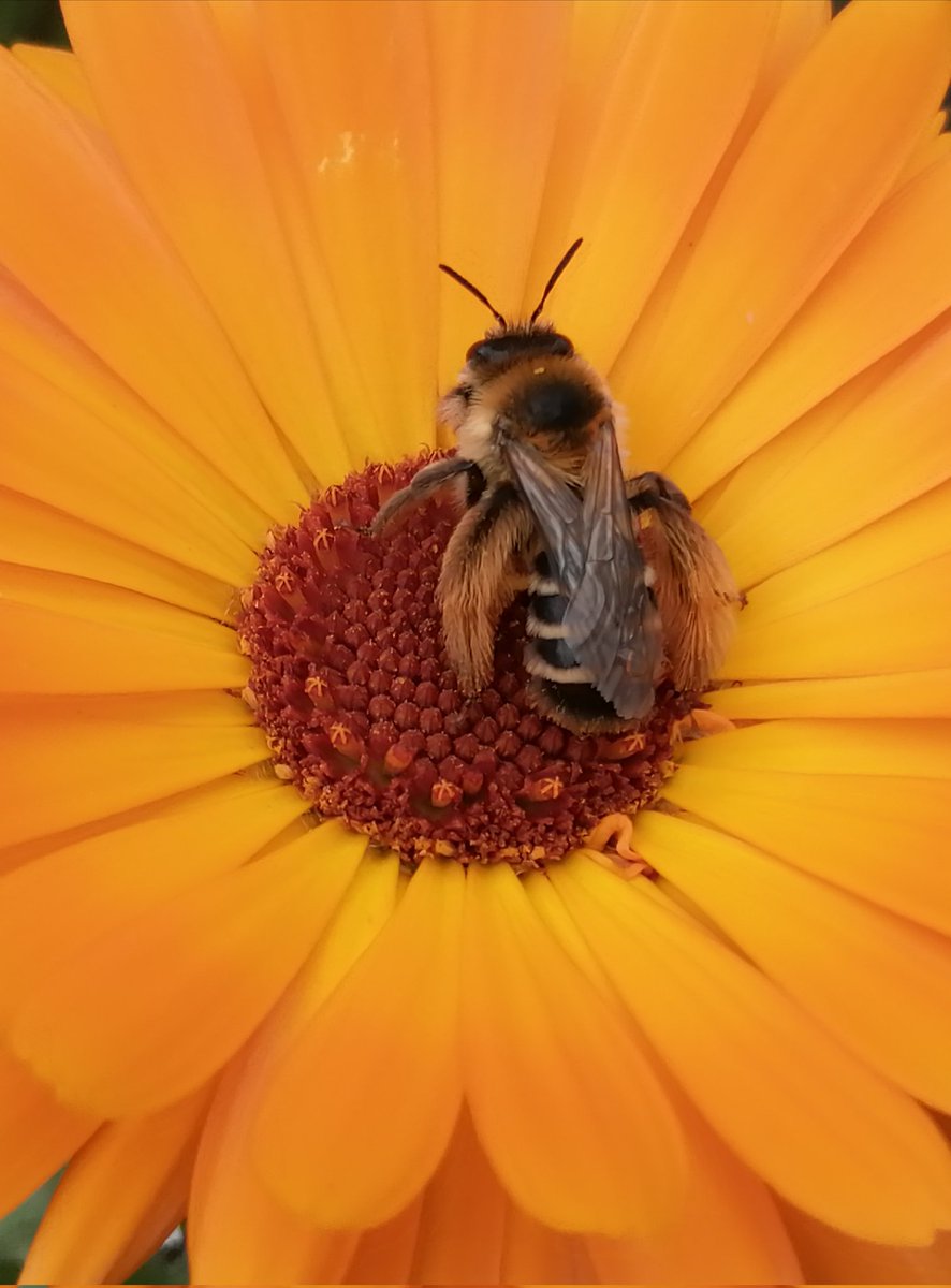 Urban Productive Ecosystems (@uecosystems) on Twitter photo This beautiful hairy legged mining bee (Dasypoda hirtipes) #wildbee carries large amounts of pollen on her hairy hind legs, especially of yellow, composite flowers #pollination #urbangardens @mfnberlin @naturblickmfn <a href="/undekadebiodiv/">UN-Dekade Vielfalt</a> This beautiful hairy legged mining bee (Dasypoda hirtipes) #wildbee carries large amounts of pollen on her hairy hind legs, especially of yellow, composite flowers #pollination #urbangardens @mfnberlin @naturblickmfn <a href="/undekadebiodiv/">UN-Dekade Vielfalt</a>