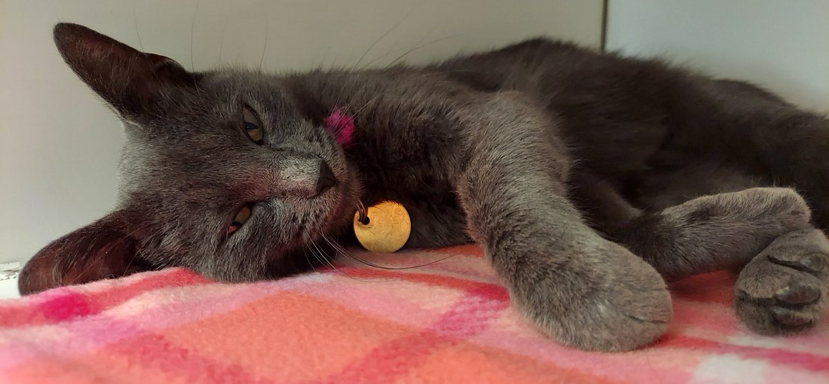 Starfire has our Weekly Wish List. We are currently in need of the following items:

– bleach
– canned kitten food
– white kitchen trash bags

These items and more can be found on our wish lists at chaanimalshelter.org/food-and-suppl… or dropped off at the shelter from 8 am - 8 pm.