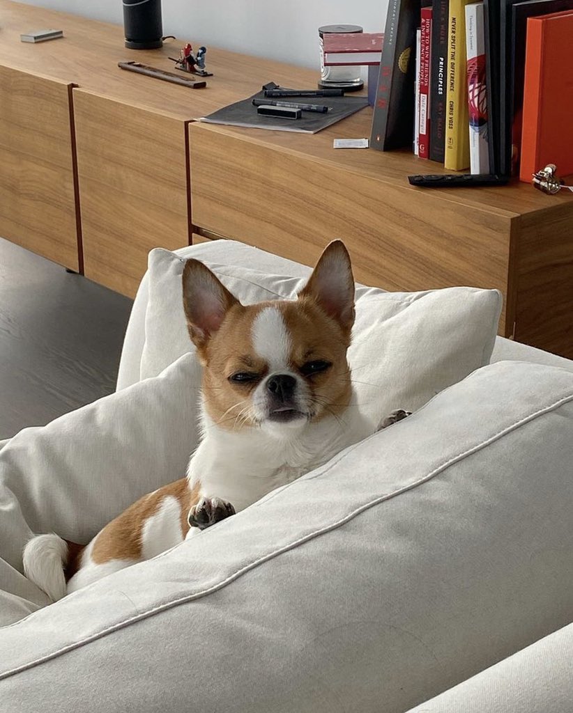 dog_rates's tweet image. This is Beanka. He'd like to know who invited the sun at this ungodly hour. 13/10