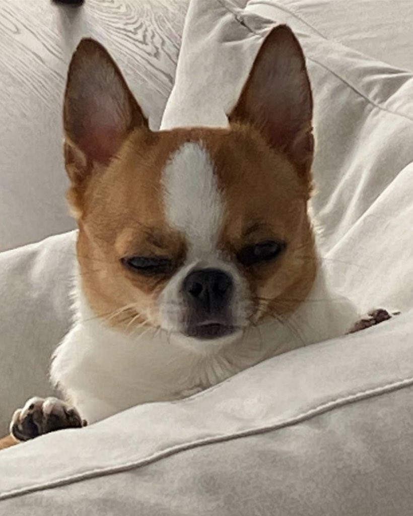 dog_rates's tweet image. This is Beanka. He'd like to know who invited the sun at this ungodly hour. 13/10