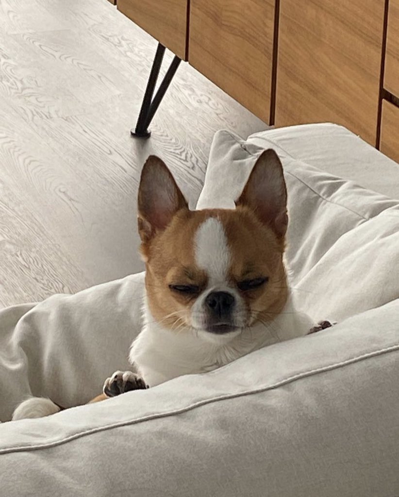 dog_rates's tweet image. This is Beanka. He'd like to know who invited the sun at this ungodly hour. 13/10