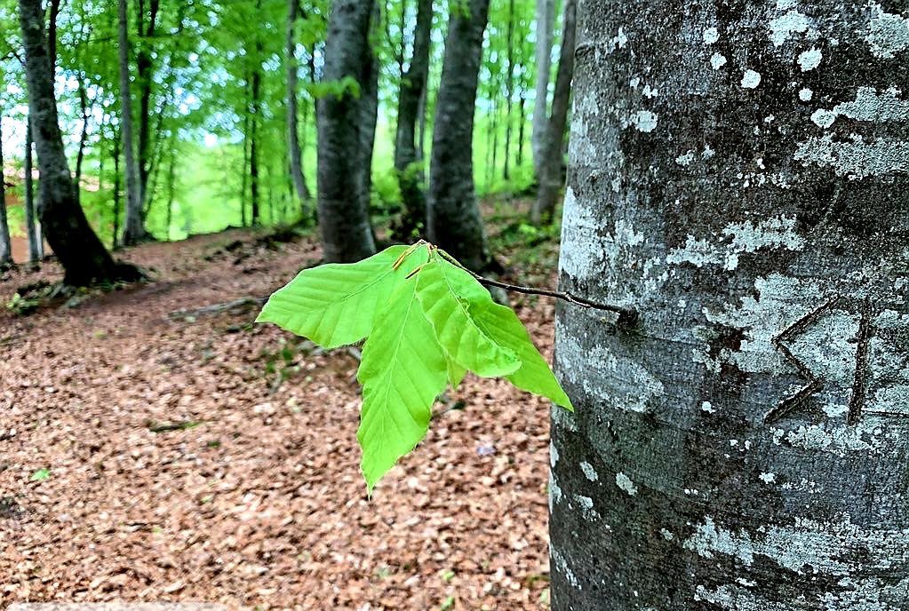 Kayın adeta doğal bir arıtma tesisi gibi çalışır.  

Bir kayın ağacı bir yılda 7 kilogram toz ve 300 kilogram zehri emip  dışarı süzer.

25 metre boyunda ve 15 metre tepe çatısına  sahip bir kayın ağacı saatte 1.5 kilogram oksijen üretir.