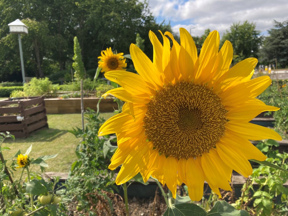 We're loving the #sunflowers in one of the Urban #Garden plots at <a href="/MiltonPark/">Milton Park</a> 

Enter our #UrbanGardenAwards: miltonpark.co.uk/news-events/ur…

#gardening