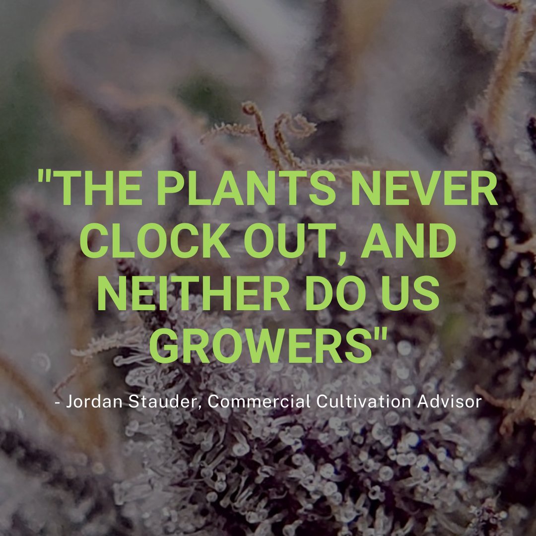 growraytech's tweet photo. #nuffsaid 

Set it and forget it - the lighting is covered. Our fearless grower, @stauderfish, is here to work through any other issues in our partners' #cultivationenvironment. 

#cannabiscommunity #cannabisprofessionals #cannabisscience https://t.co/VefZv2diX4