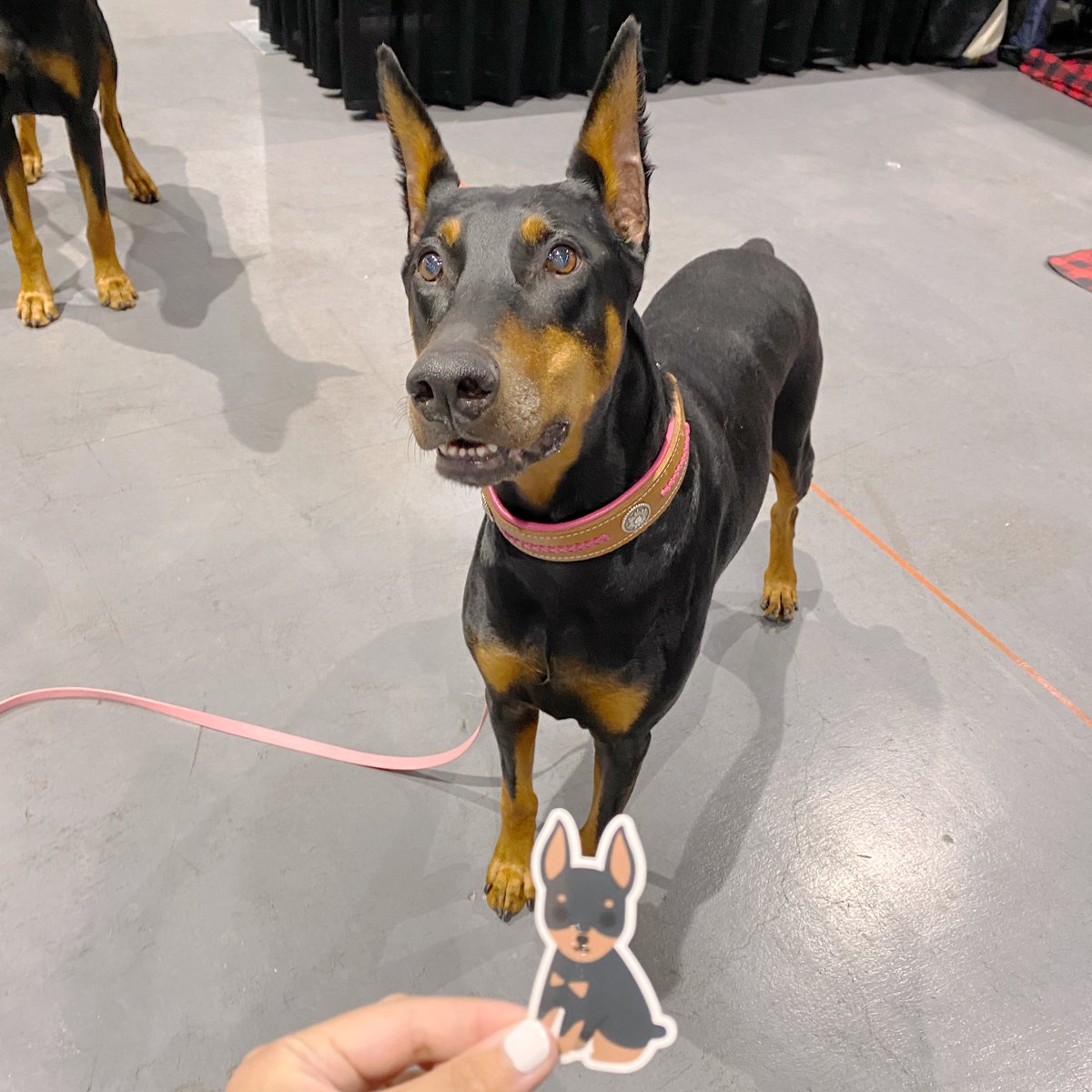 More dogs n stickers 🐶
Shop hundreds of pet stickers &amp; keychains:
cloriscreates.etsy.com ✨

#dogsofinstagram #dogsoftwitter #Stickers #etsyfinds #EtsySocial #gift