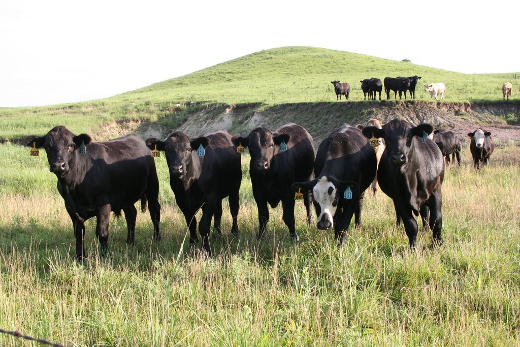 cattlefax's tweet photo. Hear the veterinarians tackle the topic of herd investments. The BCI Cattle Chat experts talk genetics, fencing, animal handling facilities and more. π https://t.co/woAtnJKWjF
#ThoughtLeader @The_BCI #cattlechat #cattlepodcast #herdinvestment #cattleproduction #genetics #fencing https://t.co/aAhpeHvUfK