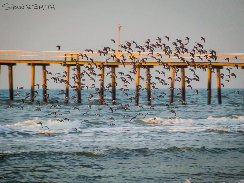 ShaunoftheSmith's tweet photo. "Up and Over" is one of my favorite most recent photos and it's on @opensea. Sandpipers flying over the Ventnor City Fishing Pier. Taken March 11, 2021 in Ventnor City, New Jersey by Shaun R. Smith. https://t.co/iEjx08dAv4
#openseanft #sandpipers #nftphotography https://t.co/o3BlLjeoxm