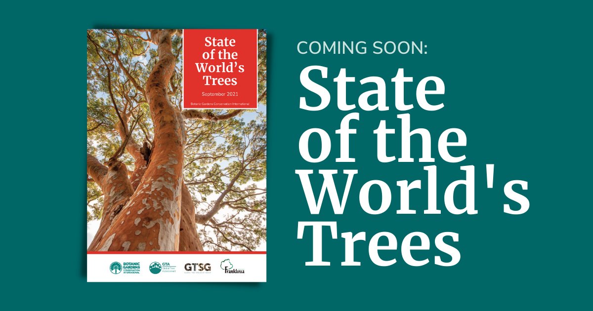 bgci's tweet image. Coming September 1st, the first-ever State of the World&apos;s Trees report. #StateOfTrees #RightTreeRightPlace #WeNeedTrees

Sign up to be the first to be notified: ow.ly/kybN50FXOf4