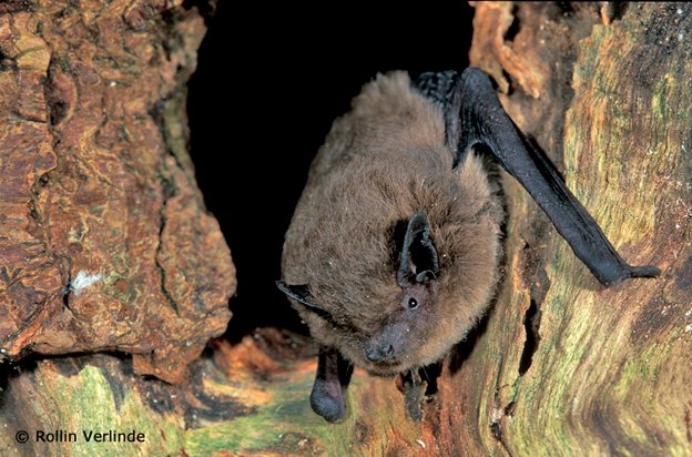 greenbalkans tweet media