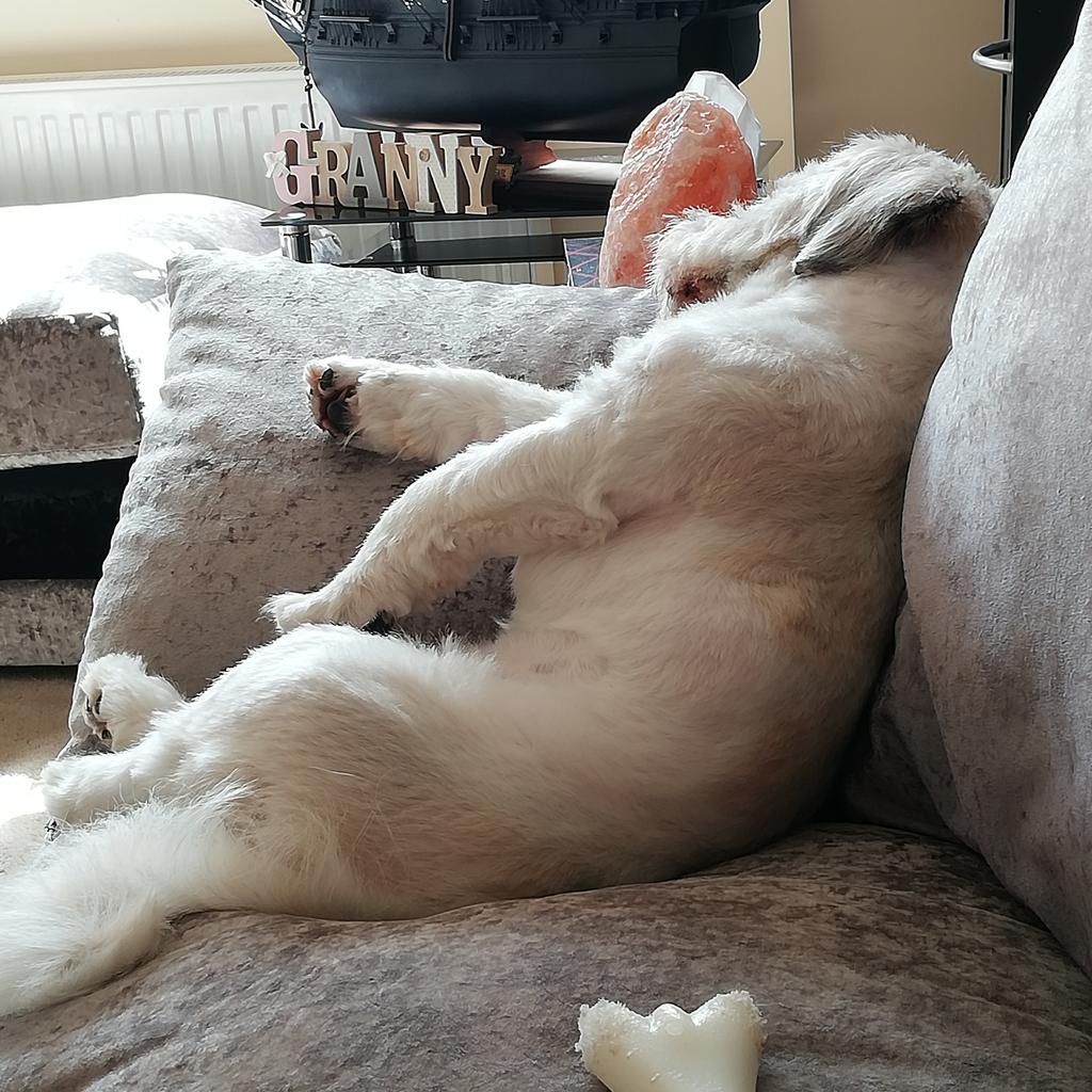 ladylyn54's tweet photo. @GraemeDogfather 
#InternationalDogDay 

When your 1 year old acts like an old man 😂 https://t.co/QvrFWagHEV