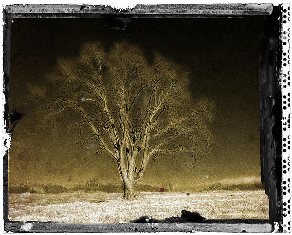 GingrichPhoto's tweet photo. New artwork for sale! - "The Tree" - https://t.co/Z1Cr4uMhKr @fineartamerica https://t.co/YzlZna08PI