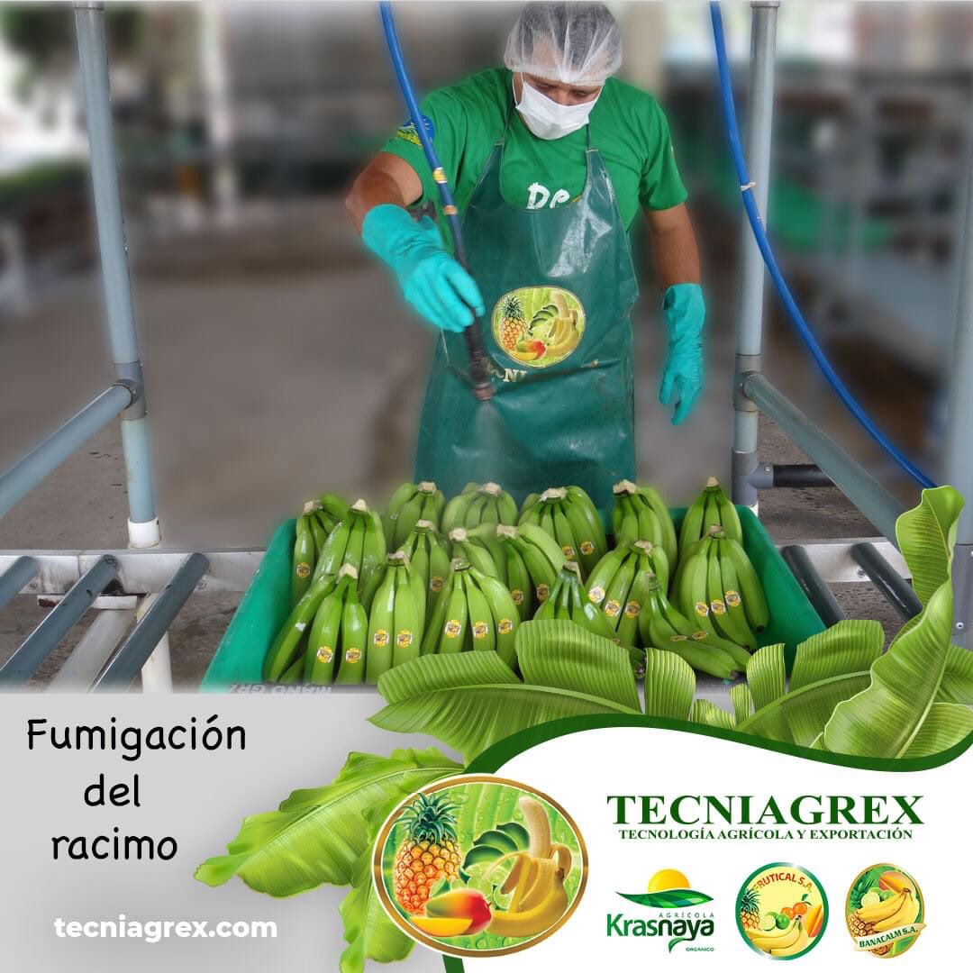 Fumigación del racimo con insecticida permitido para agricultura orgánica y convencional para el control de cochinilla, mosca blanca, ácaros. 

#corporacionblarrion, #banana, #empaque, #fumigacion, #agricultura, #calidad, #Tecniagrex, #Frutical, #Banacalm y #Krasnaya, #Ecuador