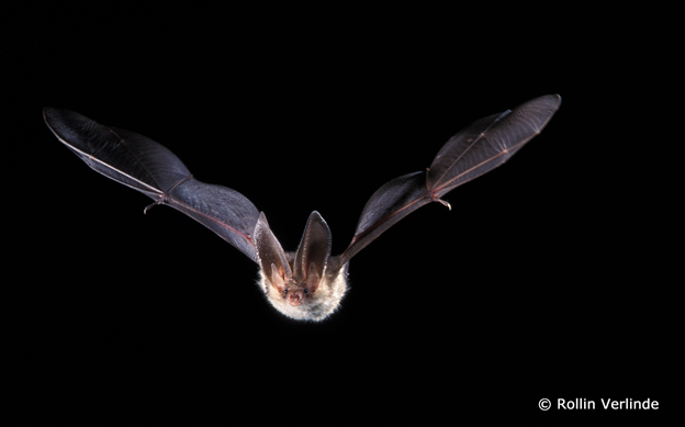 greenbalkans tweet media