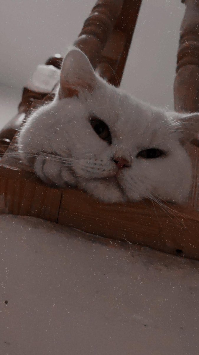 kediniz olsa ismini ne koyardınız?
( İmsiii🍯)