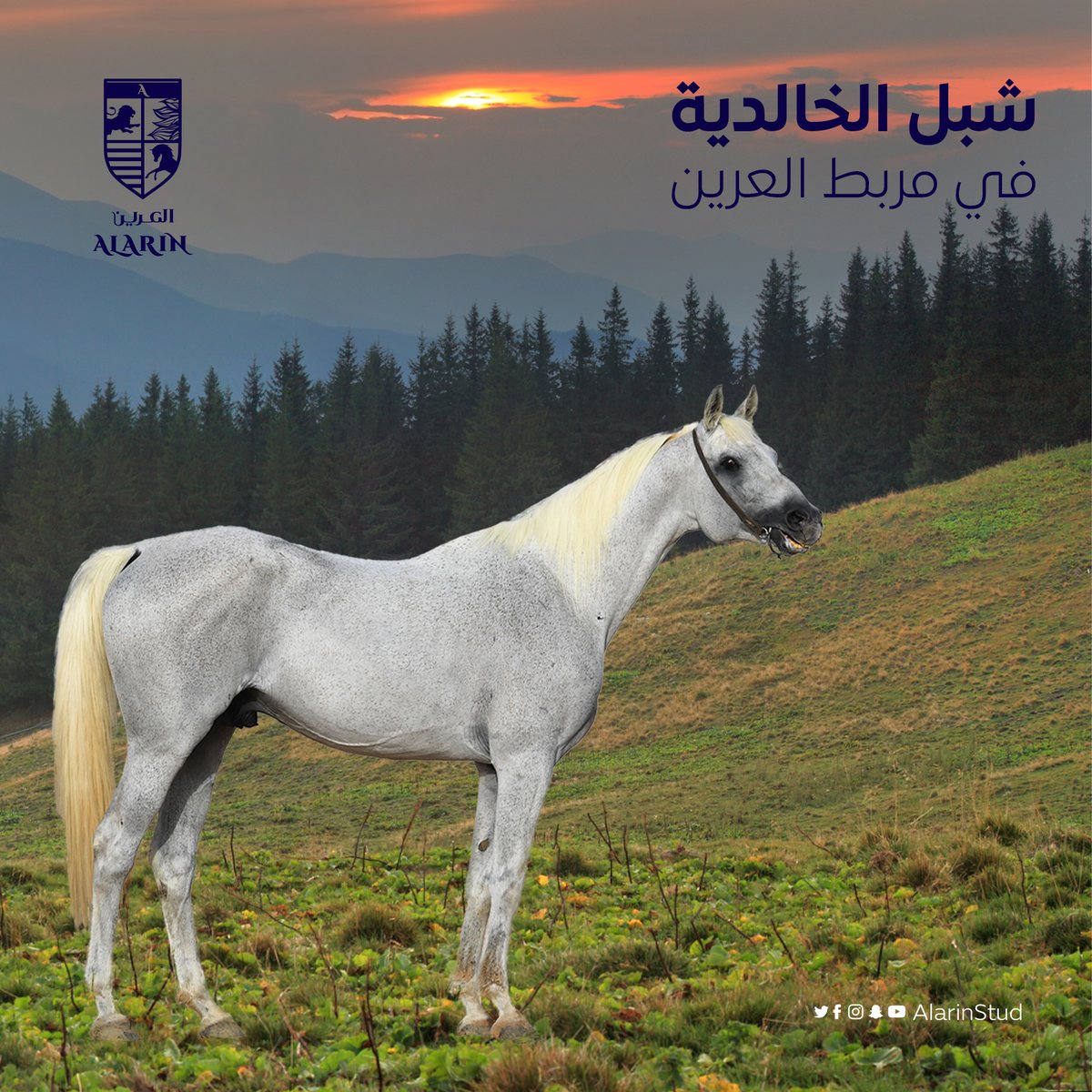 مربط العرين | Alarin Stud (@alarinstud) / Posts / X