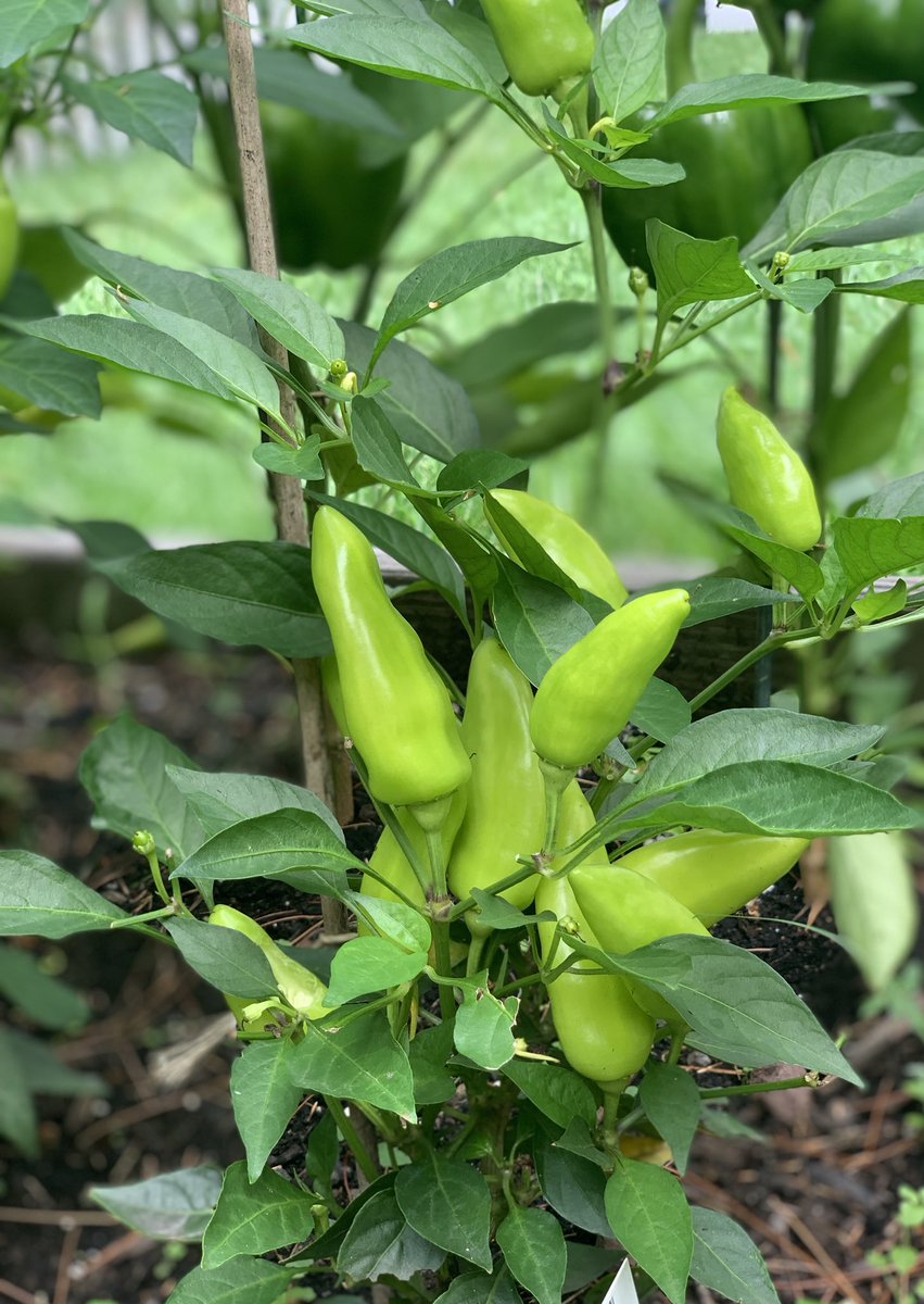 FlatOutPickled's tweet photo. 🌶🫑Good morning from the Flat-Out Pepper Patch! Late August and the garden is BOOMING💥🌶❤️🫑 #flatoutpickled #peppers #pickledpeppers #relish #PickAPeck #eatlocal https://t.co/2hbf44nHbW