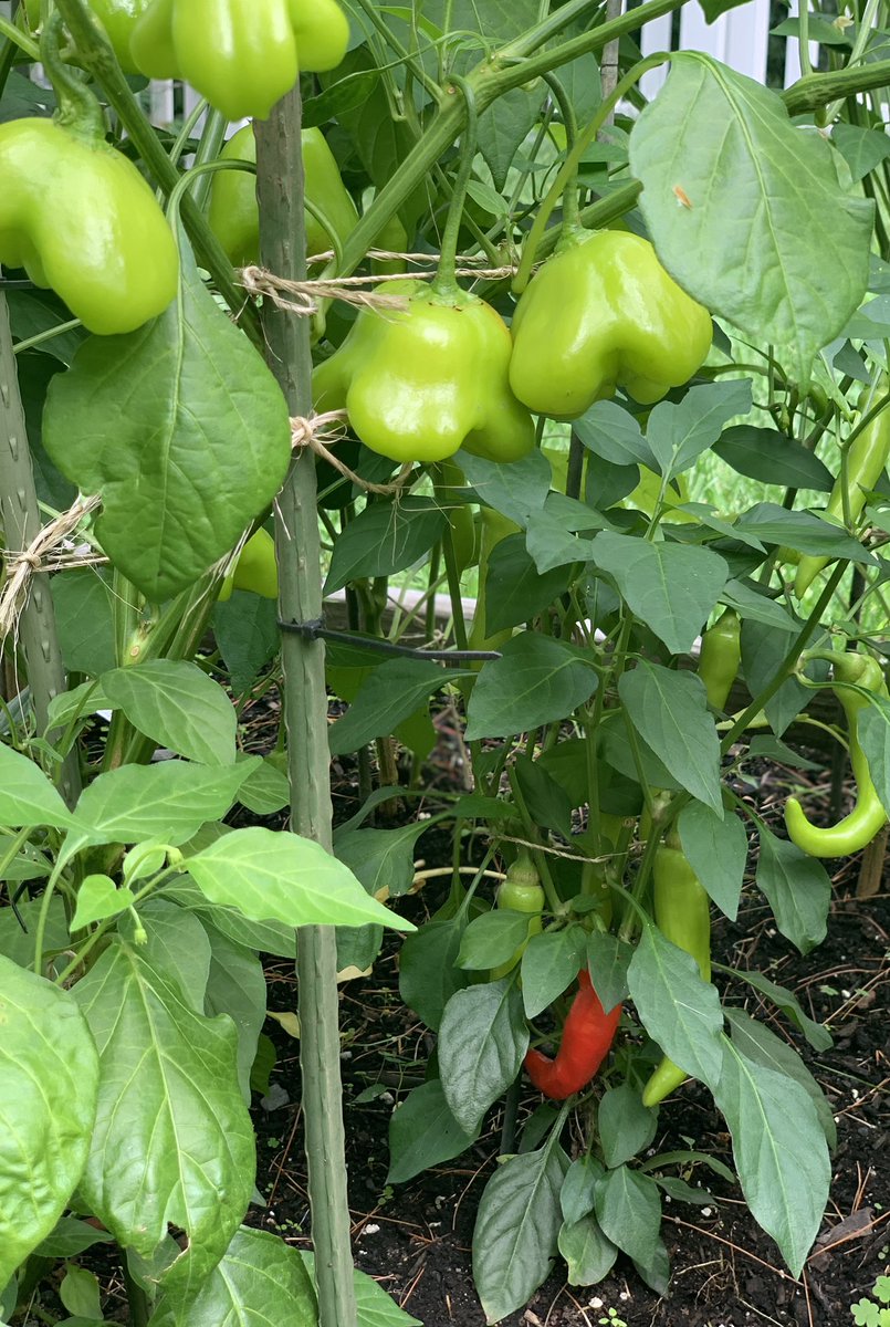 FlatOutPickled's tweet photo. 🌶🫑Good morning from the Flat-Out Pepper Patch! Late August and the garden is BOOMING💥🌶❤️🫑 #flatoutpickled #peppers #pickledpeppers #relish #PickAPeck #eatlocal https://t.co/2hbf44nHbW