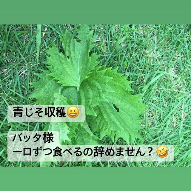 どいる Doiru1 Twitter どいる Doiru1 Twitter