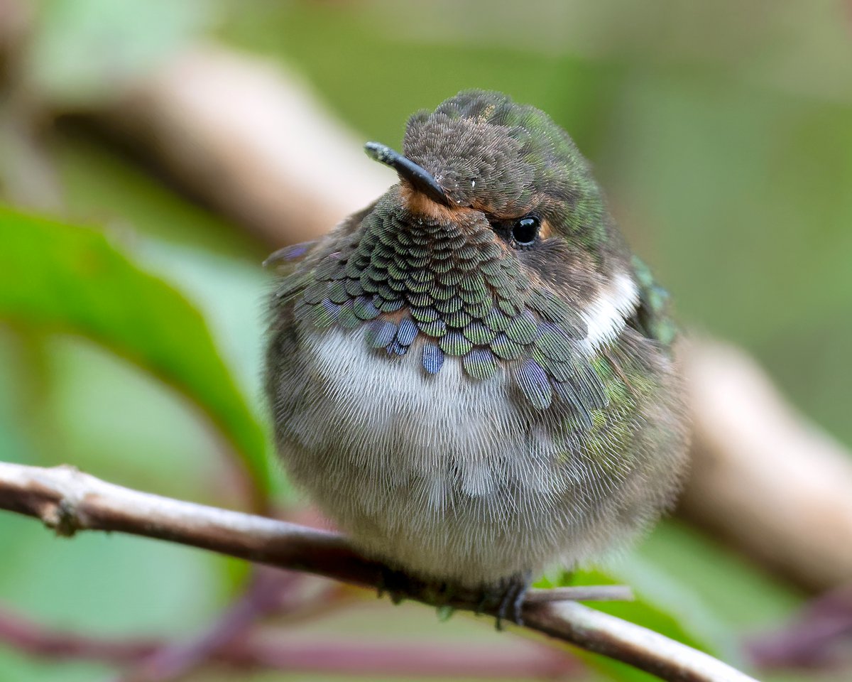 anthonylujan's tweet photo. Volcano Hummingbird - Costa Rica
Sony A7RIV - Sony 200-600mm
#hummingbird #hummingbirds #hummingbirdsofinstagram #hummingbirdsofcostarica #hummingbirdlover #hummingbirdphotography #hummingbirdfly #hummingbirdgarden #hummingbirdart #hummingbirdfeeders #hummingbirdphoto #anth... https://t.co/54cjS3jORQ