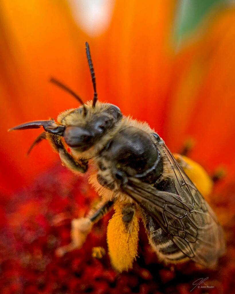 Jimrow's tweet image. This little one has been busy. 
.
.
.
.
#littlethings #macrophotography  #flowersofinstagram #bee #bokeh #gigharborphotographer instagr.am/p/CTAGRWGHCbK/