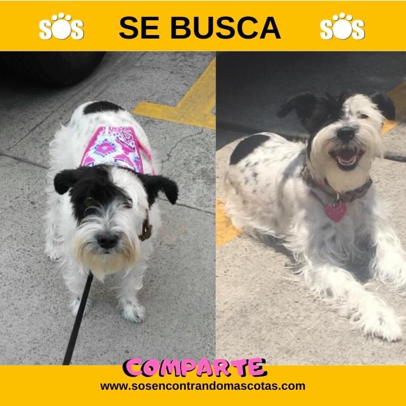 Veronica Escobedo (@chetinveronica) on Twitter photo Porfavor aún no sabemos nada de Lola , ayúdala a regresar a su casa , la extrañamos mucho , mi loli . 💔<a href="/marthapauescob2/">marthapauescobedo@gmail.com</a> <a href="/mimascotaperdi1/">Mi mascota perdida MX</a> <a href="/MascotasBJ_cdmx/">Mascotas BJ_ CDMX 🐶🐱</a> <a href="/MascotCondsaRom/">Mascotas Condesa & Roma 😺🐶🥰</a> <a href="/MascotaCoyoacan/">Mascotas Coyoacán 🐾</a> <a href="/mascotas_info/">Actualidad Mascotas</a> <a href="/ADOPTA911/">ADOPTA911</a> <a href="/mascotamx/">Adopta una mascota</a> <a href="/AdoptaCDMX/">AdoptaCDMX</a> <a href="/coldelvallecdmx/">Colonia Del Valle</a> <a href="/VertizNarvarte/">Vértiz Narvarte</a> Porfavor aún no sabemos nada de Lola , ayúdala a regresar a su casa , la extrañamos mucho , mi loli . 💔<a href="/marthapauescob2/">marthapauescobedo@gmail.com</a> <a href="/mimascotaperdi1/">Mi mascota perdida MX</a> <a href="/MascotasBJ_cdmx/">Mascotas BJ_ CDMX 🐶🐱</a> <a href="/MascotCondsaRom/">Mascotas Condesa & Roma 😺🐶🥰</a> <a href="/MascotaCoyoacan/">Mascotas Coyoacán 🐾</a> <a href="/mascotas_info/">Actualidad Mascotas</a> <a href="/ADOPTA911/">ADOPTA911</a> <a href="/mascotamx/">Adopta una mascota</a> <a href="/AdoptaCDMX/">AdoptaCDMX</a> <a href="/coldelvallecdmx/">Colonia Del Valle</a> <a href="/VertizNarvarte/">Vértiz Narvarte</a>