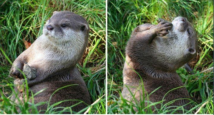 Otter Pocket tweet media