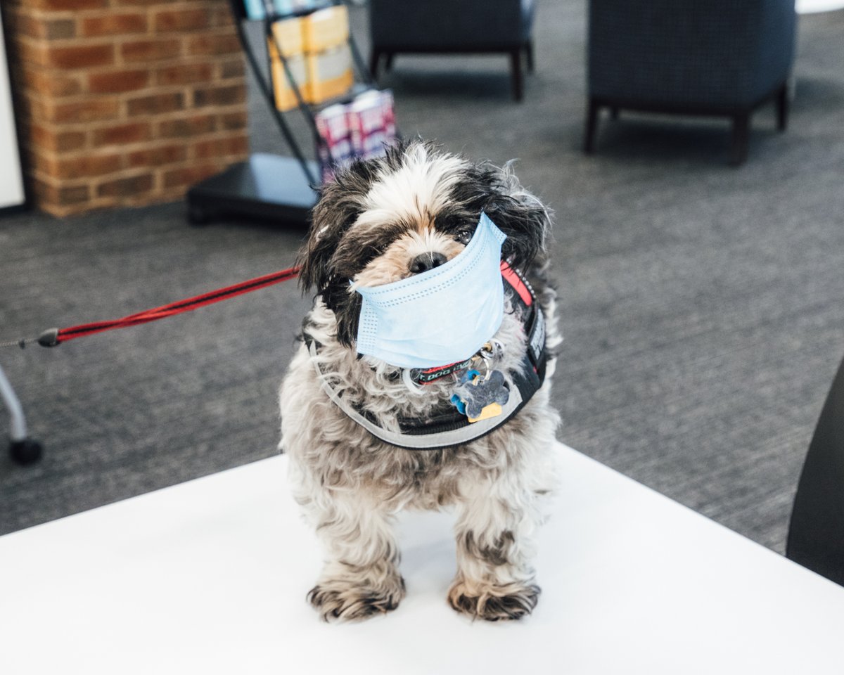 columbuslibrary's tweet photo. Doggone best photo of the day taken at our New Albany Branch! Meet Maxwell the therapy dog. His master taught him how to wear a mask so he can be a good example for kids. #maskupcolumbus https://t.co/lvinYzU19M