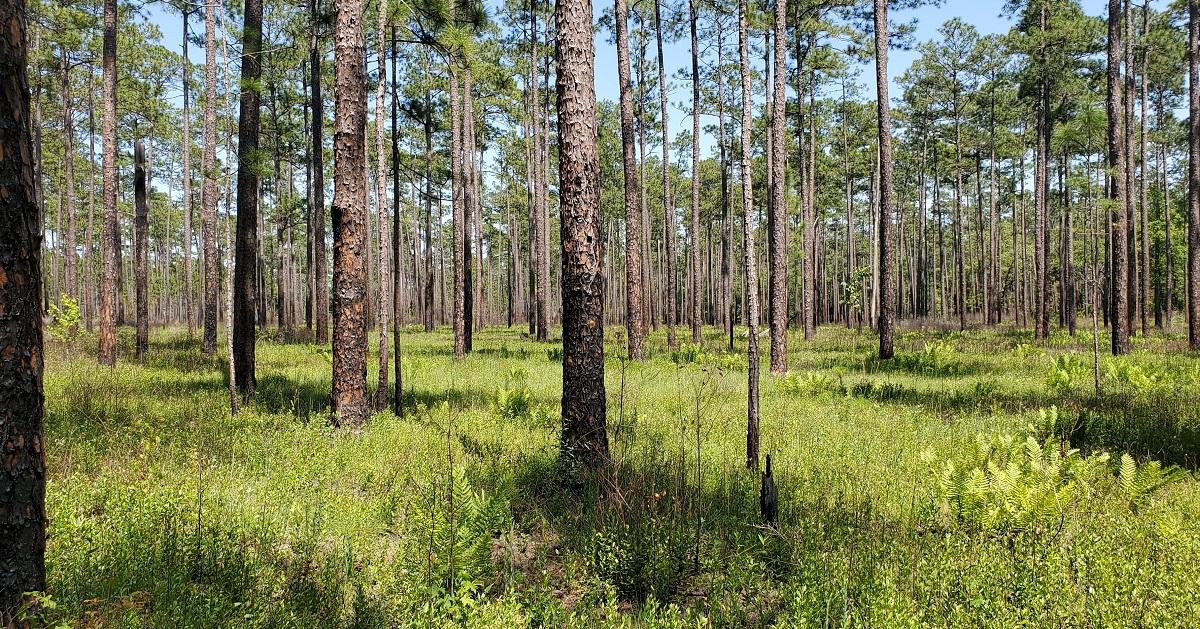 NFWFnews's tweet image. NFWF today announced $5.3M to restore, enhance and protect longleaf pine forests in the Southeast. loom.ly/_5W6LNg @usda_nrcs @forestservice @DeptofDefense @USFWS @IntlPaperCo @SouthernCompany @ArborDay @AltriaNews @MooreCharitable @AmForestFndn