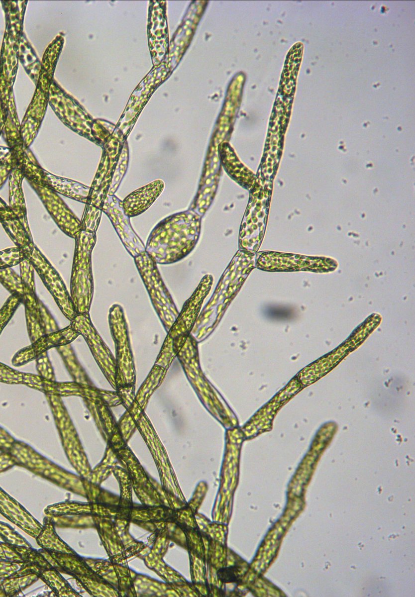 FesenkoIgor's tweet photo. The knock-outing one of three predicted RALF genes in #Physcomitrella resulted in such phenotypes. What does it look like? #moss #RALF #peptides https://t.co/b1u6304OGb