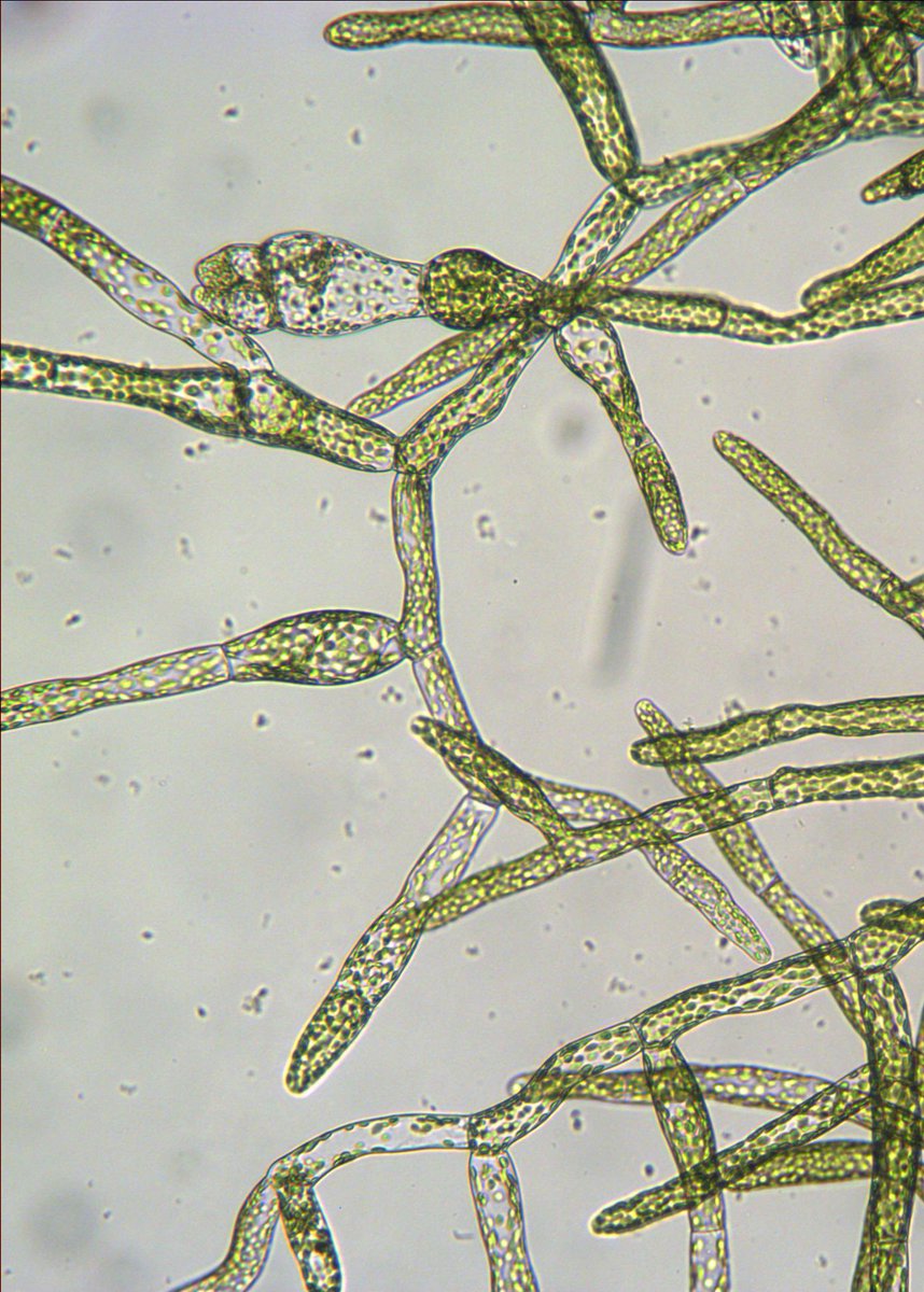 FesenkoIgor's tweet photo. The knock-outing one of three predicted RALF genes in #Physcomitrella resulted in such phenotypes. What does it look like? #moss #RALF #peptides https://t.co/b1u6304OGb