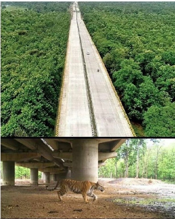 yajnshri's tweet photo. Pench tiger reserve, INDIA 16 km long elevated highway solely dedicated to wildlife movement underneath https://t.co/OsfxLy7Opd