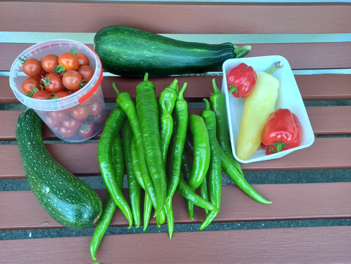 Ernte eingefahren... Sandreuther Südhang... Kommendes Jahr werde ich wohl nen Stand am Hauptmarkt aufmachen...
#Garten #Ernte #Gemüse #Schrebergarten