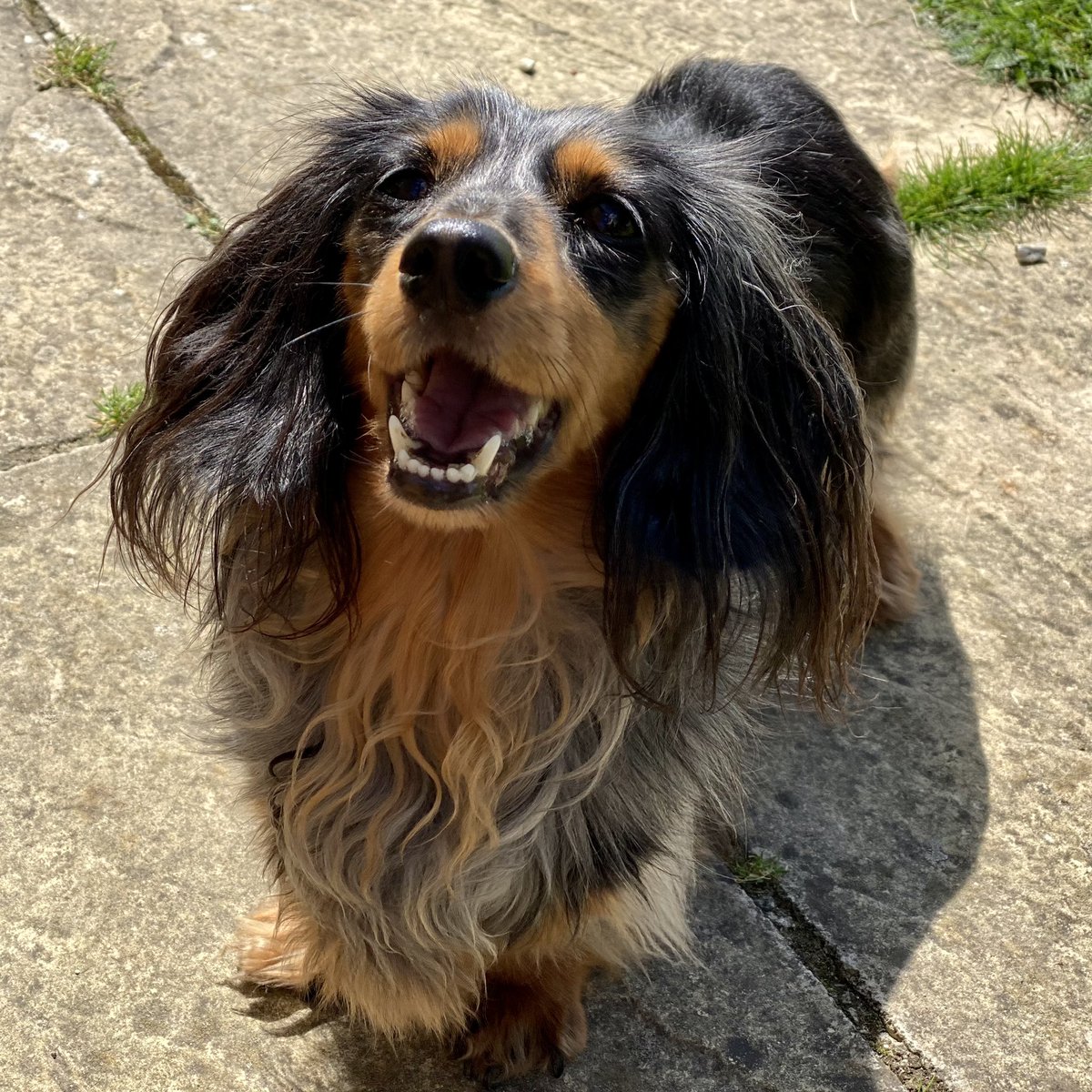 SausageDogHotel's tweet photo. Monty ready to receive his afternoon snack... ↗️ #InsertTreatHere https://t.co/WSx8Bik20r