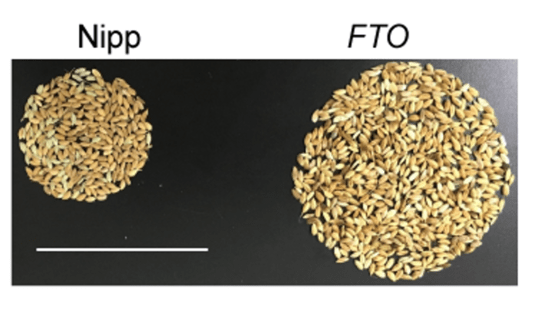 abcepta's tweet photo. Extreme crop yield increases unexpectedly provided by "junk" DNA.  Check out Abcepta FTO antibodies at:
https://t.co/xUBti0PwBm https://t.co/PTVOS78VyS