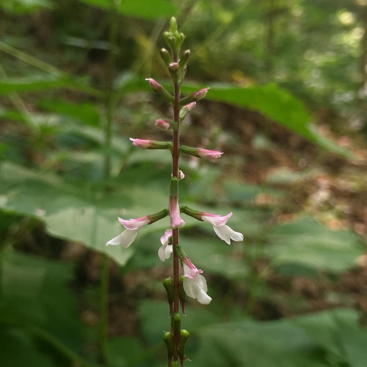 alex ebert tweet media