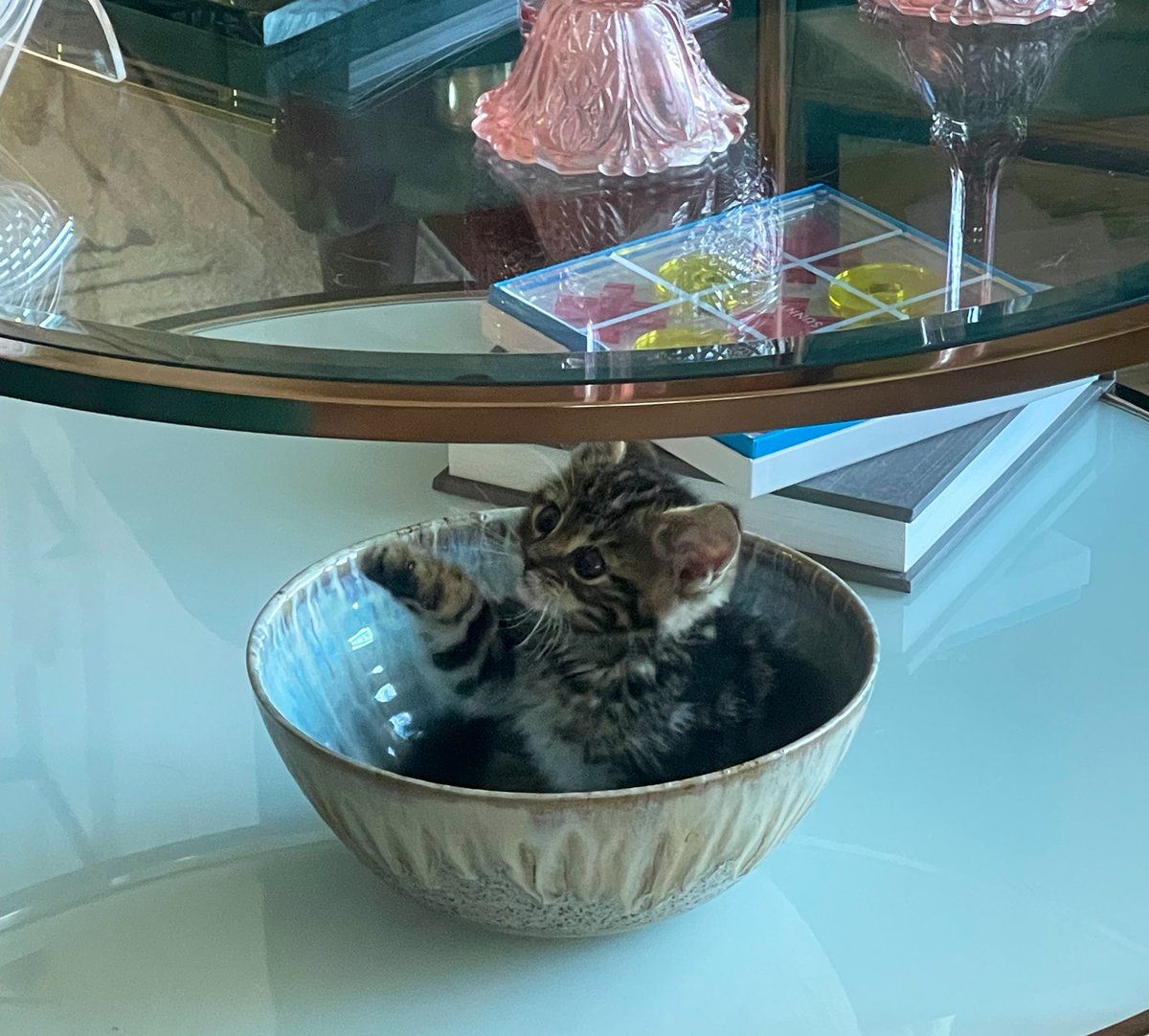 Kitten reveal (IG saw her first)