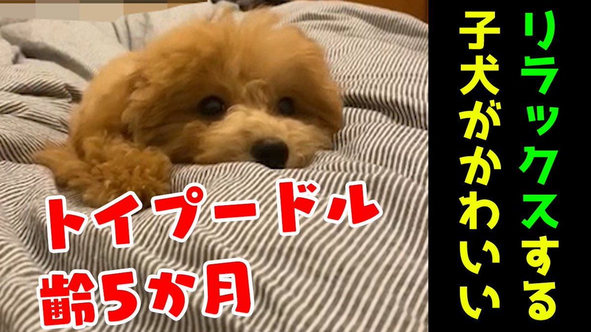 因幡はねる 有閑喫茶あにまーれ Youtube Shorts 動画投稿しました T Co Ktrjrwe9fy トイプ犬 飼い主のベッドでホッと一息つくトイプードルの子犬がかわいすぎる 長年あたためておいためちゃくちゃかわいい動画です 7秒しかないので
