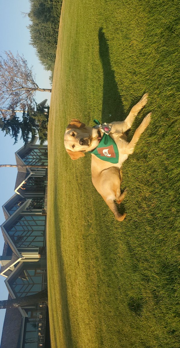 LAvveduti's tweet photo. @SyngentaTurfCA Riley loves her new bandana! #turflife thanks! https://t.co/l7zrhgNgRF