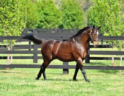 HORSERACING1002's tweet photo. RED RANSOM (USA) 1987
(ROBERTO - ARABIA BY DAMASCUS)
B/ Paul Mellon (Va) Mar 31, 1987
O/ Rokeby Stables
T/ MacKenzie L Miller
3-2-1-0--------34,400 dls
NTR Saratoga 5f 56,80
Stood at Vinery Stud more than a 100 SW, Casual Look, Electrucotionist, Perfect Sting, #RedRansom https://t.co/F1KyLo88JA