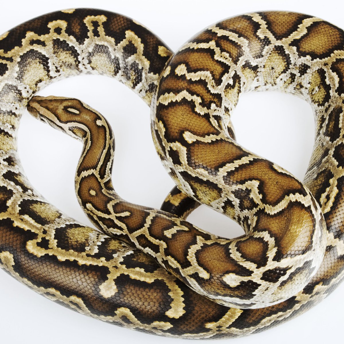 cindyrellapr's tweet photo. #SnakeASitcom The Carol Burmese Show https://t.co/At8kOZ3AOZ
