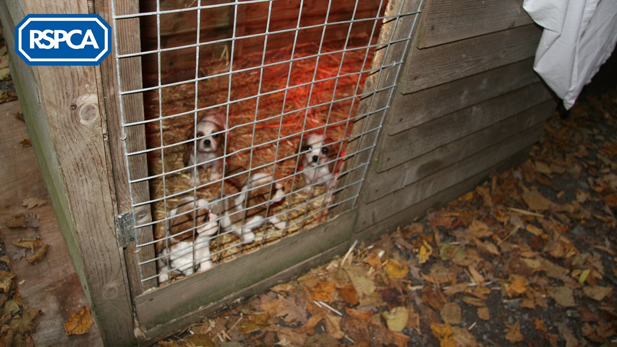 RSPCA_official's tweet image. 👮‍♂️🐕👩‍⚖️ APPEAL FOR INFO: A warrant has been issued for the arrest of a #Telford #Shropshire puppy farm gang member, following a complex operation led by #RSPCASpecialOps and the police.

Please read more and view his image here: bit.ly/3yg6z5J

☎ Call 101 if you can help