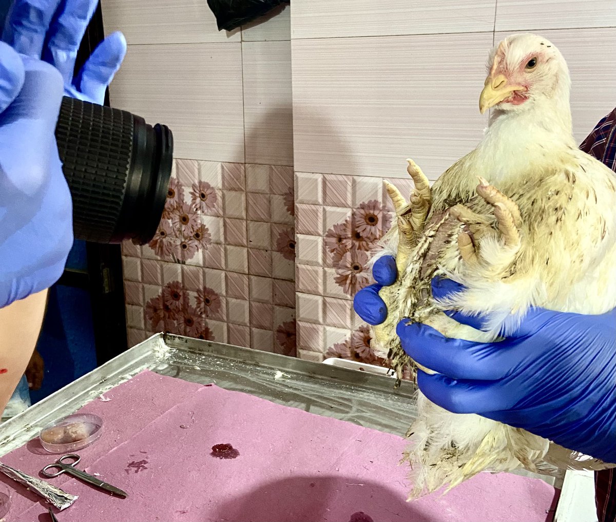 H Paleja tweet media