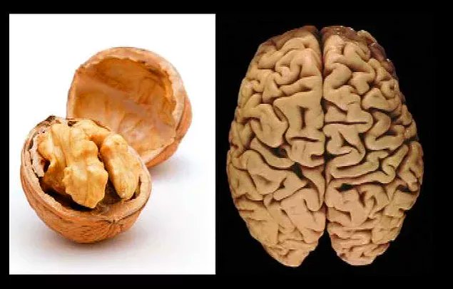 Орех похожий на мозг. Грецкий орех и мозг. Мозг человека похож на грецкий орех. Грецкий орех и мозг человека.