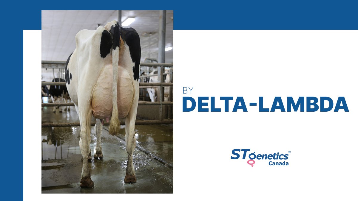 STyle™ or Production? Delta-LAMBDA ticks all of the boxes! 📸 Bokma LAMBDA 2480 VG-87 3Y, 2nd Lactation, by Delta-LAMBDA from #STgeneticsCanada at Bokma Farms Ltd. Delta-LAMBDA is the # 4 LPI Sire at +3502 # 3 Conformation at +15. Read more at: bit.ly/2UQwR0O