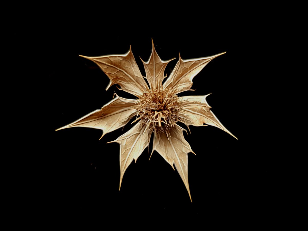 Eryngium maritimum: Sea Holly. #wildflowerphotography