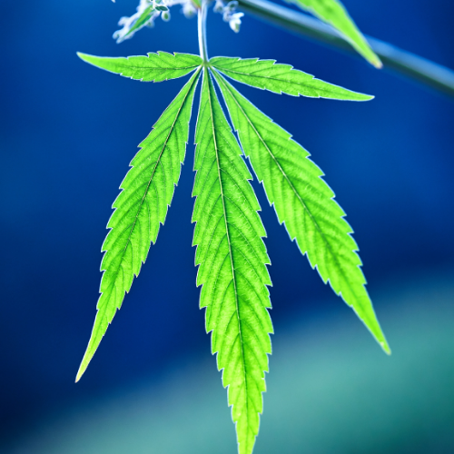 CannabisIMP's tweet photo. First-ever OH legal cannabis bill being filed

Read more here: https://t.co/3pLBF49O8g https://t.co/Q9TuxW6xN3