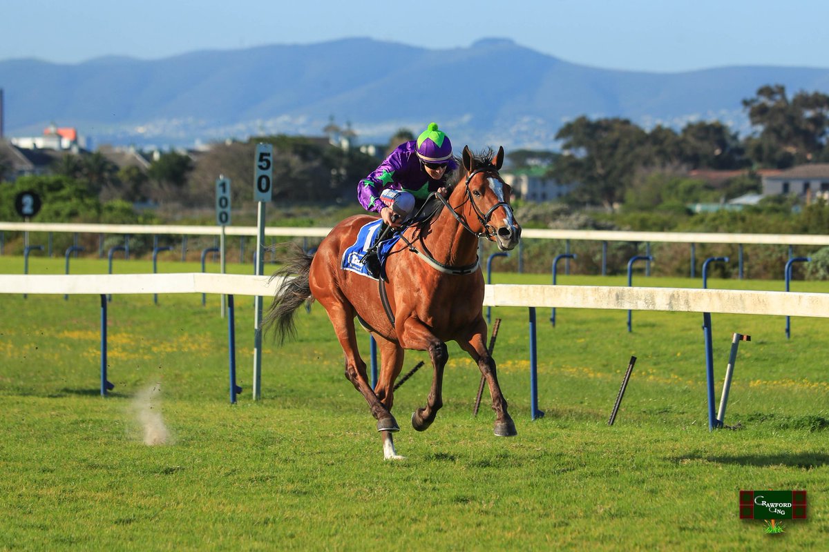 bcrawfordracing's tweet photo. Anton is back with a bang! Congratulations to @FionaCarmichae1 and @BelindaKieswet2 on Kaptein's fluent win from the front.
Another nice horse in the making bred at @Ridgemont_SA #Antonisback https://t.co/t87P6gQ1hV