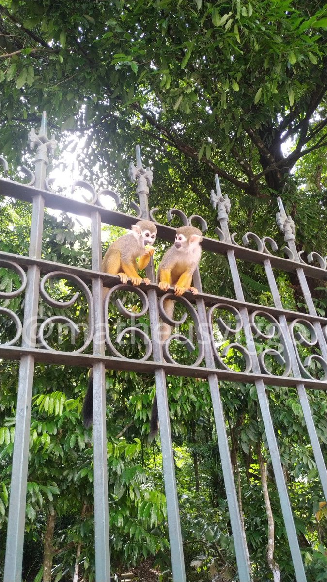 matheusviggo's tweet photo. Macaquinhos do Bosque Rodrigues Alves que completa 138 anos nesta quarta-feira, 25. https://t.co/Axptd2DtZj