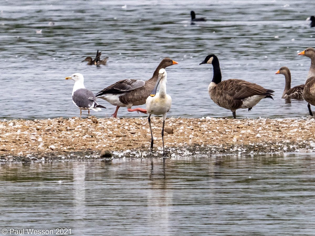 PaulWesson2's tweet photo. Spoonbill and Herring Gull with American Crayfish @AttenboroughNR https://t.co/D5PpQjK5cD