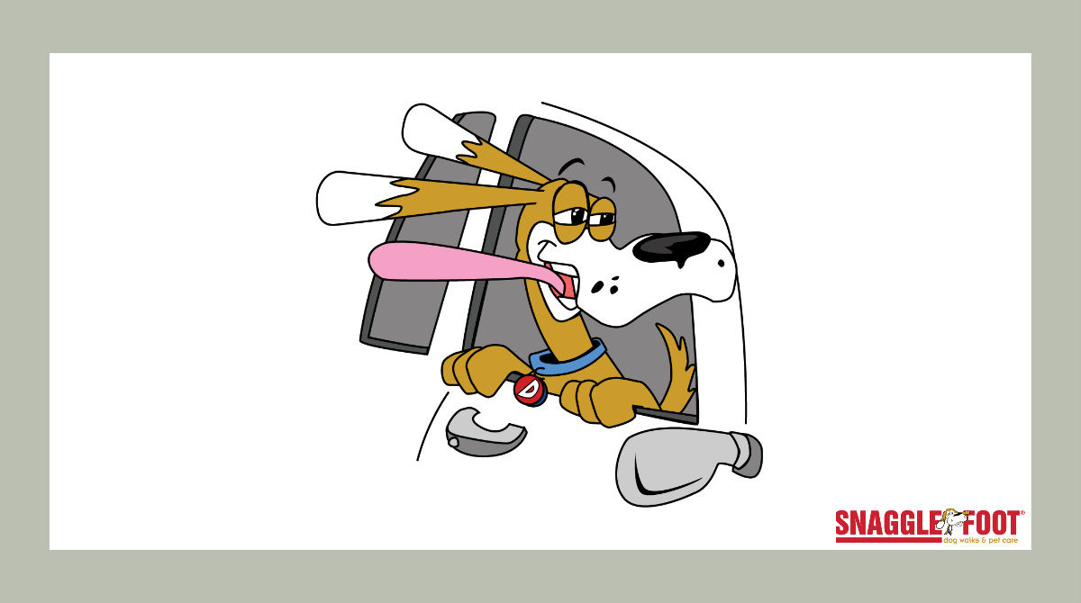 SnaggleFootBham's tweet photo. Fun Fact: Snaggle Foot is also a Pet Taxi service! 💪 If you need to get your pet to the vet, the groomer, or anywhere else, give us a call. We will safely transport your pet &amp; make sure they are comfortable &amp; happy. Relax - leave the taxi service to us! 🚕

#SnaggleFoot #PetTaxi https://t.co/ttj4szLLWY